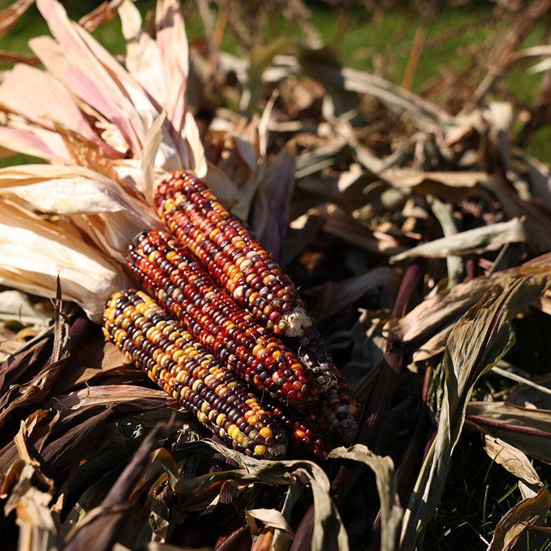 Mesh Corn Bags (12 Ear) – Harris Seeds