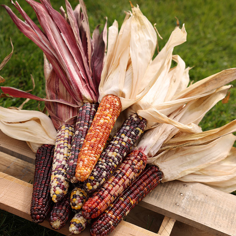 Mesh Corn Bags (12 Ear) – Harris Seeds