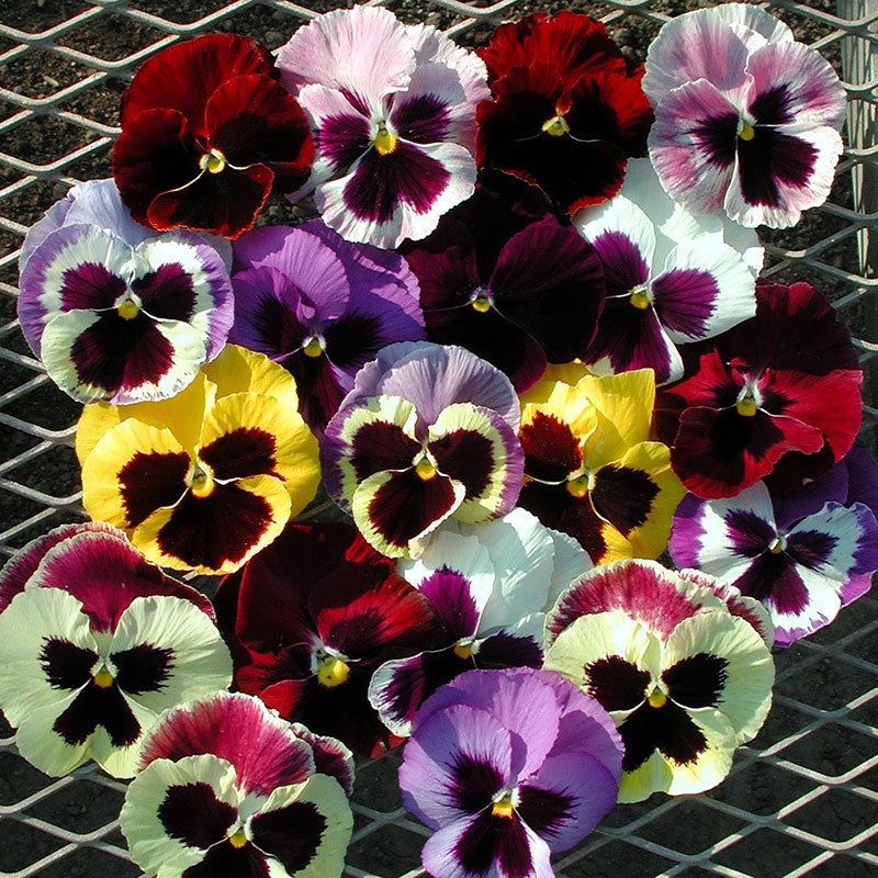 Pansy - Sustainability Rating - Good On You
