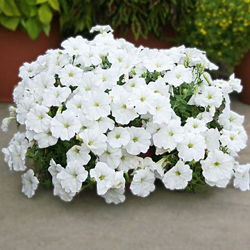 Petunia Easy Wave White F1 Seed