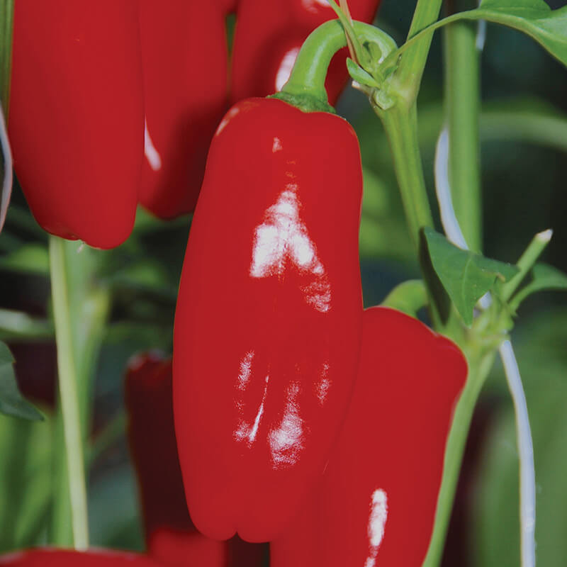 Pepper Red Sweetie F1 Seed Harris Seeds