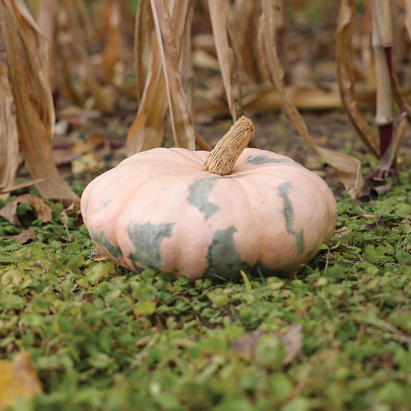 Pumpkin Colorado Sun F1 Seed Harris Seeds