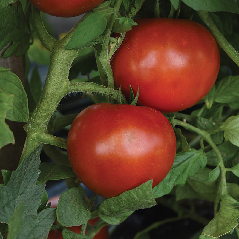 Loki Tomato 25 Seeds Hybrid Tomato F1 Slicing Tomato