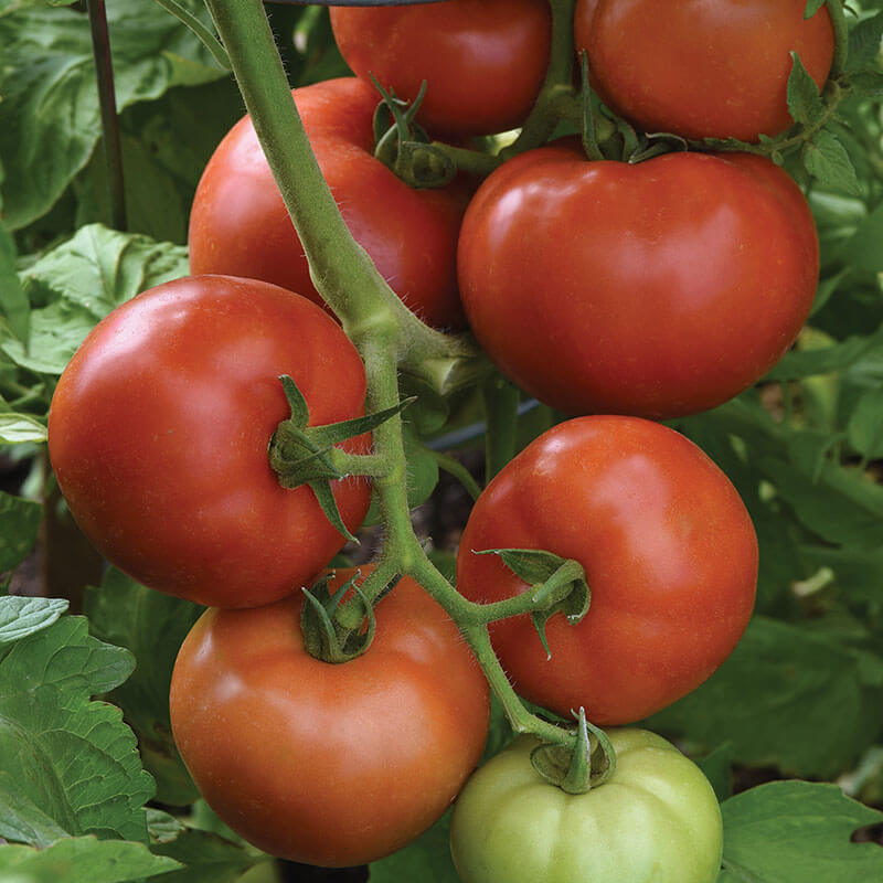 Loki Tomato 25 Seeds Hybrid Tomato F1 Slicing Tomato