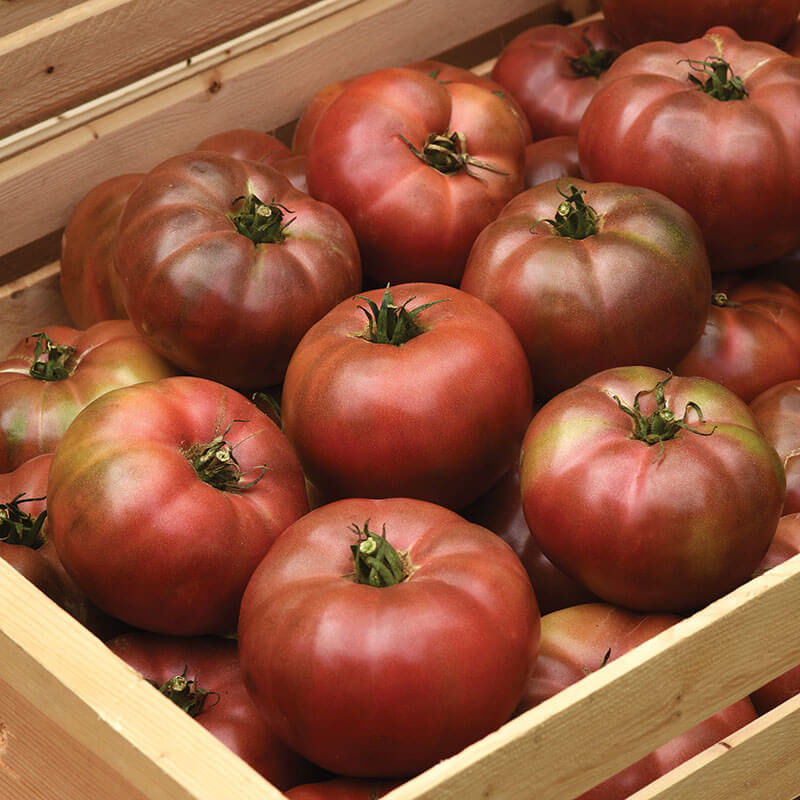 Tomato Seeds, Darkstar Hybrid Tomato Seeds, 50 seeds