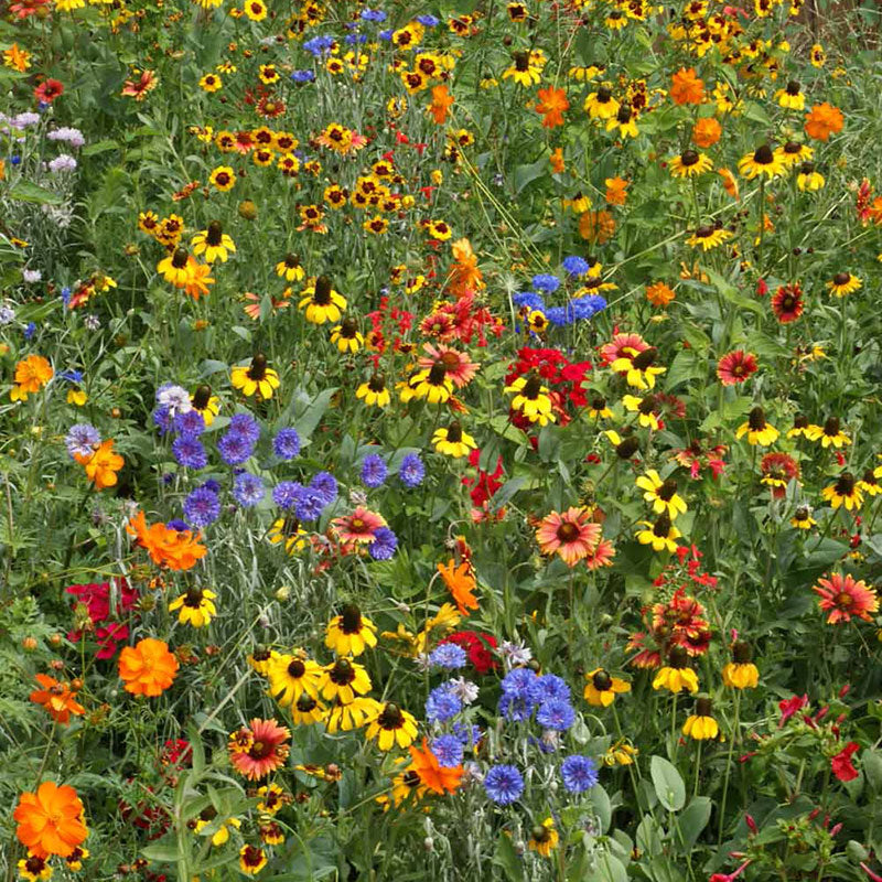 Bulk Midwest Wildflower Seed Mix