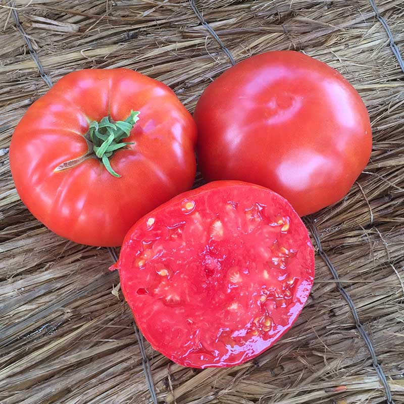 Red Beefsteak Tomato, Heirloom Vegetable