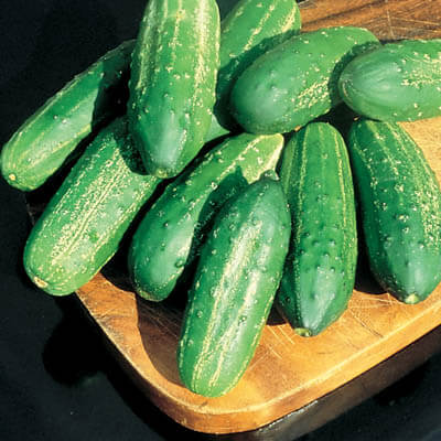 SHOP WHOLESALE CUCUMBER (HOT HOUSE)