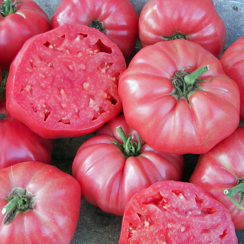 Tomato, Pink Brandywine – Giving Ground Seeds