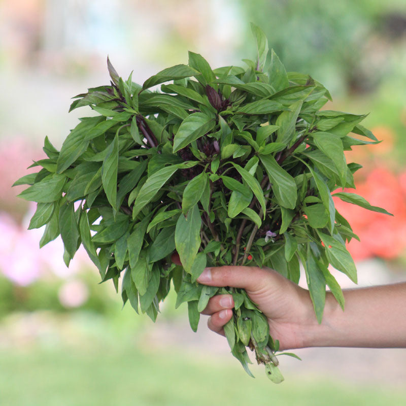 Basil Siam Queen Seed Harris Seeds