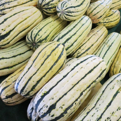 Squash in Fabric Grow Bags : r/containergardening