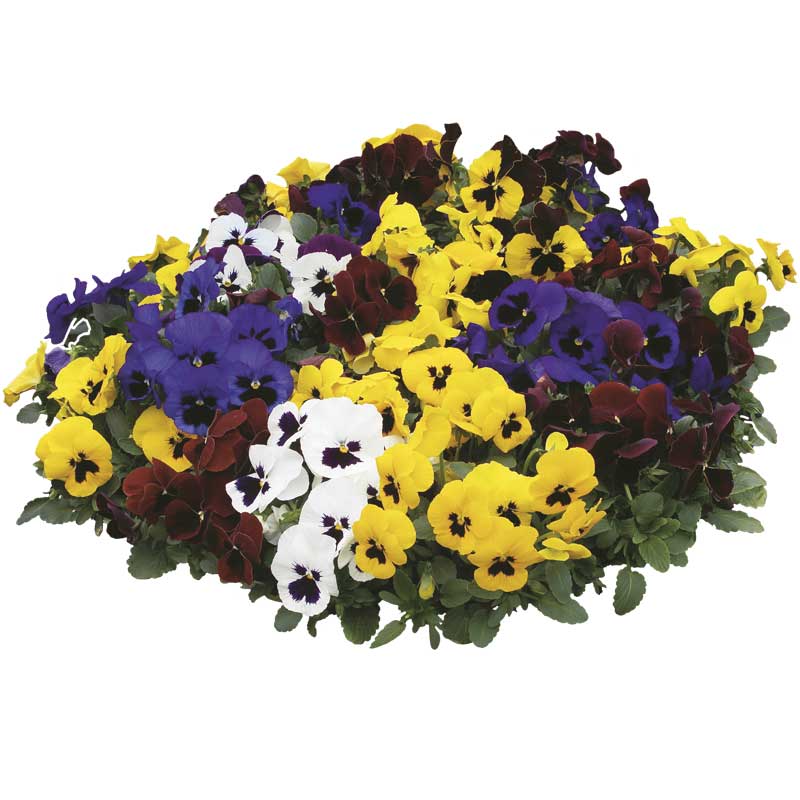 Pansy - Sustainability Rating - Good On You