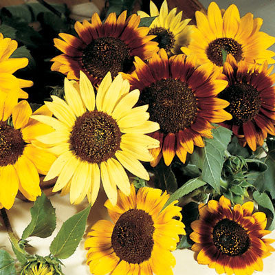 Sunflower Autumn Beauty Mixture Seed