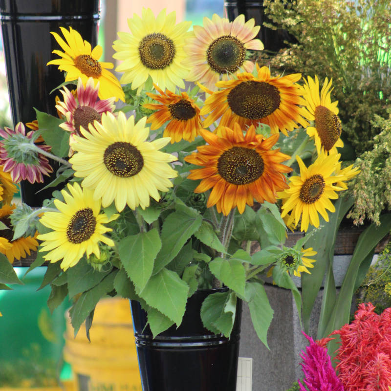 Sunflower, Autumn Beauty Mix Organic - Burpee