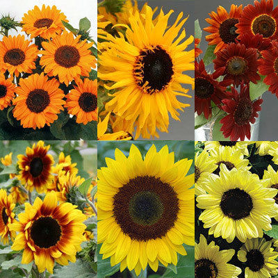 Sunflower Fun Facts You Didn't Know But Now You Do