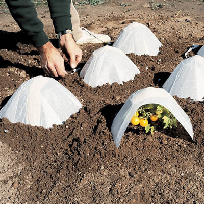 Protect Your Seedlings By Using Milk Jugs