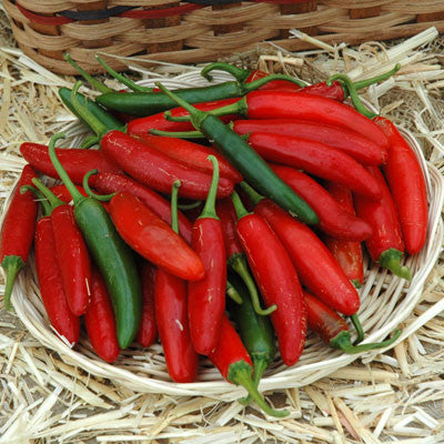 Cayenne Long Red Slim Hot Pepper Seeds — Seeds 'n Such