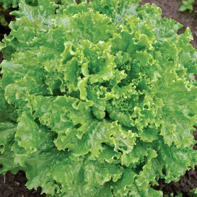 Lettuce Bergam's Green MTO Live Plants