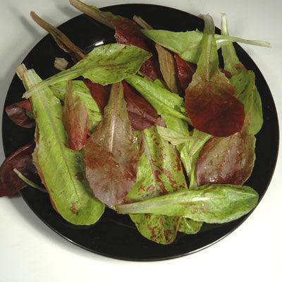 Little Leaf Farms Baby Red & Green Leaf Salad Blend - 4 oz pkg