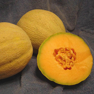 Honeydew vs Cantaloupe: What's the Difference? - A-Z Animals