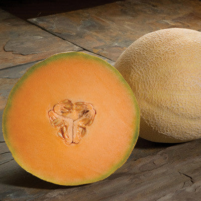 Melon Atlantis F1 Seed – Harris Seeds