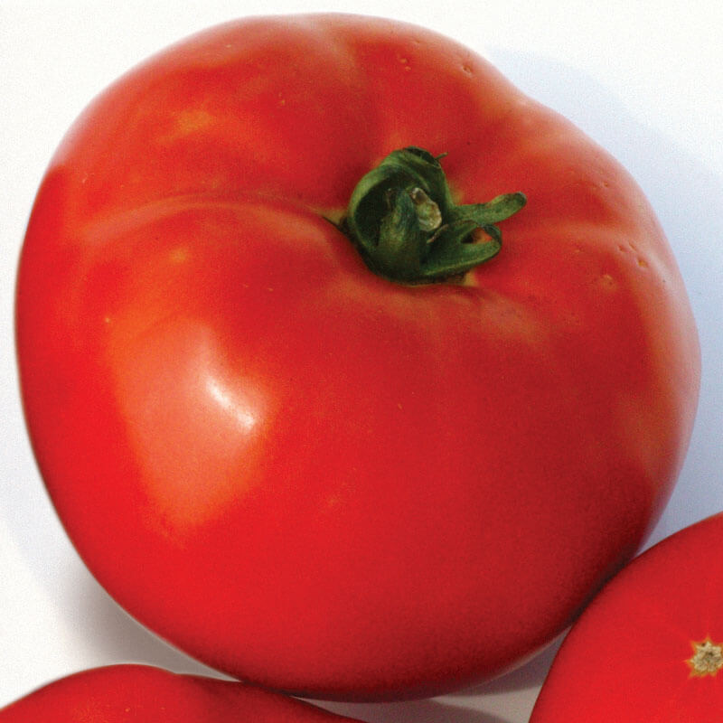 Red Slicer Tomato