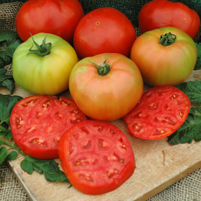 Martian Giant Slicer Heirloom Certified-Organic Tomato Seed