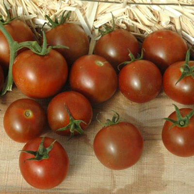 Tomato Purple Zebra F1  All-America Selections