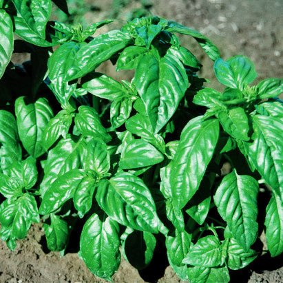 Basil Italian Large Leaf Seed Harris Seeds