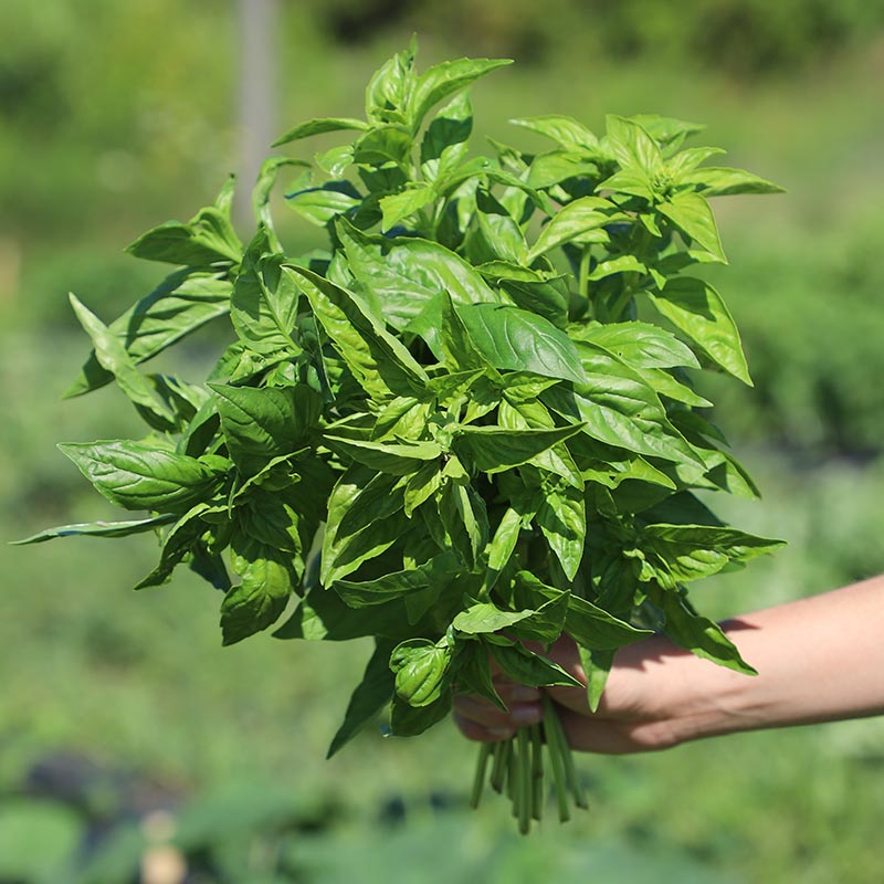 Basil Italian Large Leaf Seed Harris Seeds