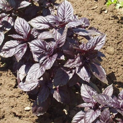 Basil Red Ruby Seed Harris Seeds