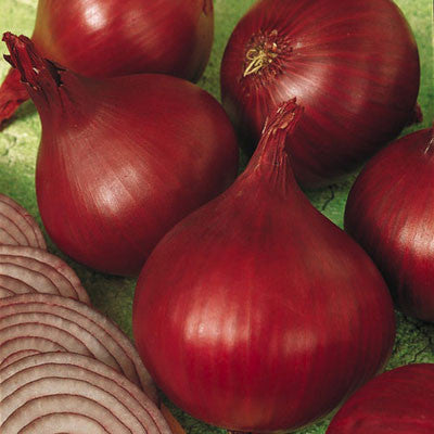 Monastrell - Organic (F1) Onion Seed