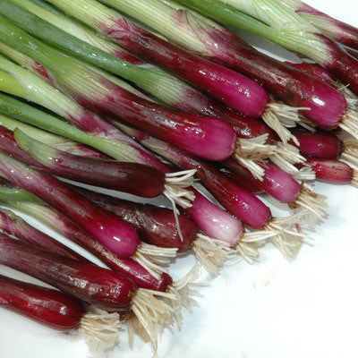 Onion Red Bunching F1 Seed Harris Seeds