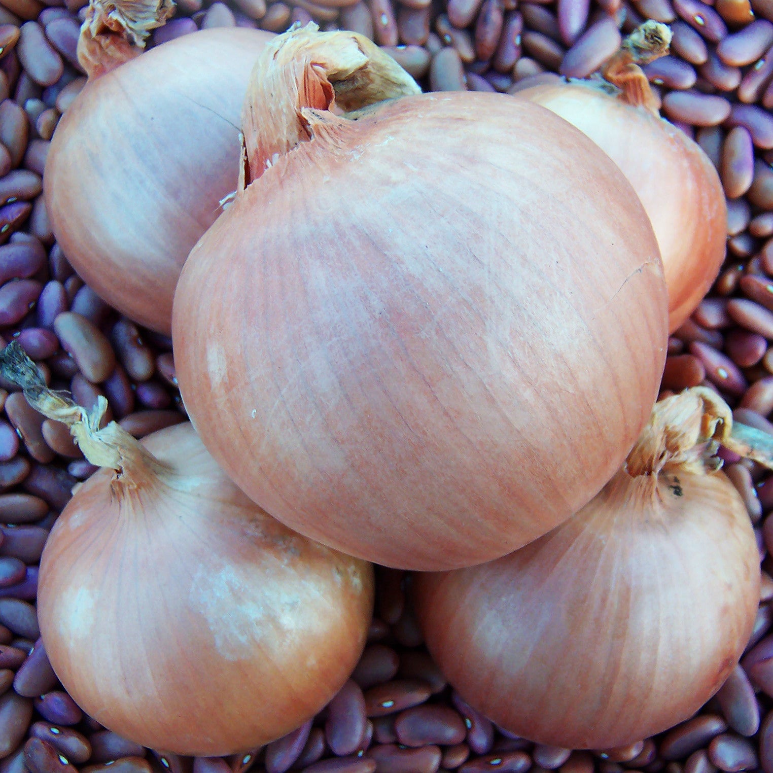 Onion Sedona F1 Organic Seed Harris Seeds