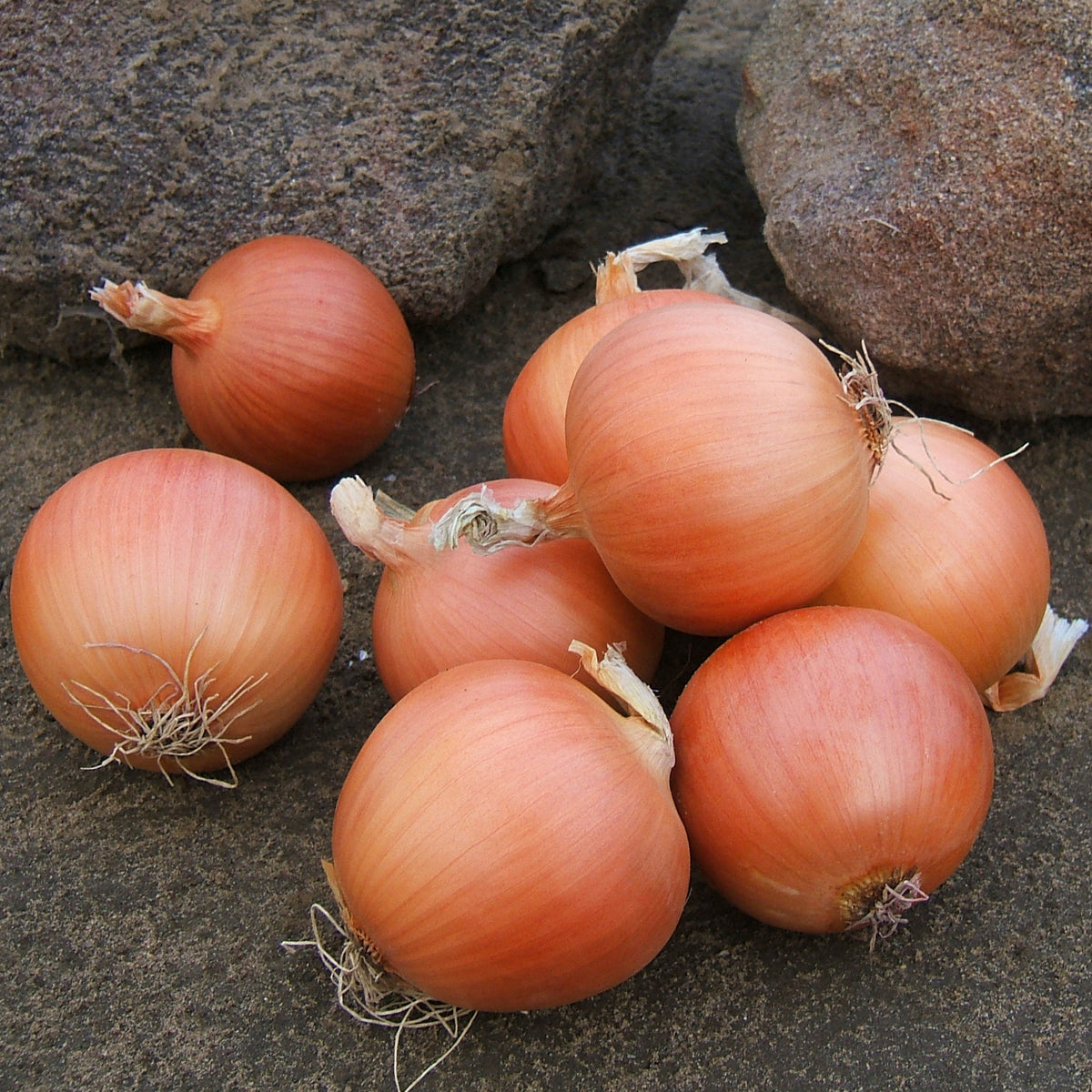 Monastrell - Organic (F1) Onion Seed