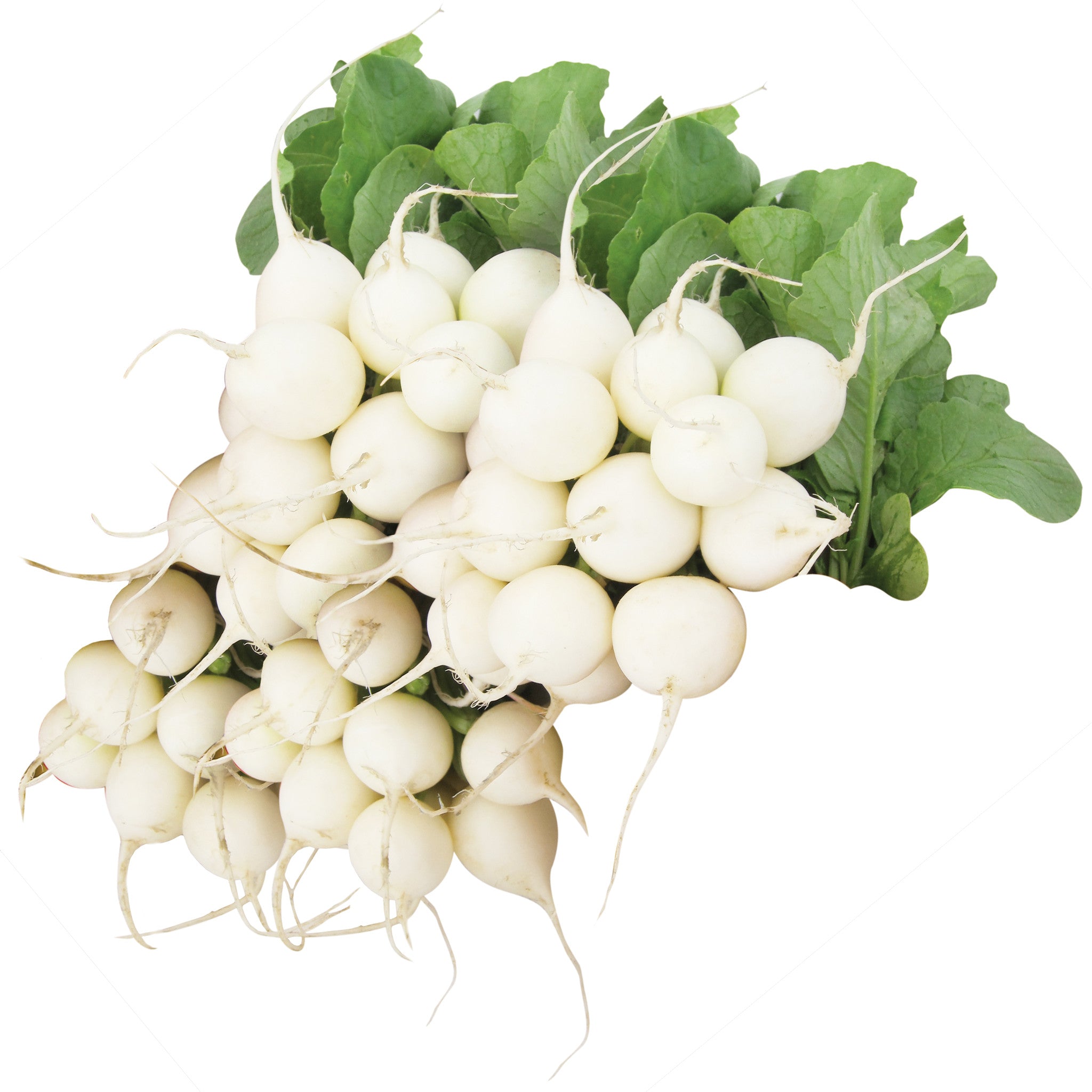 11 Types of Radishes You'll See at the Farmers Market This Year – Produce  Pack