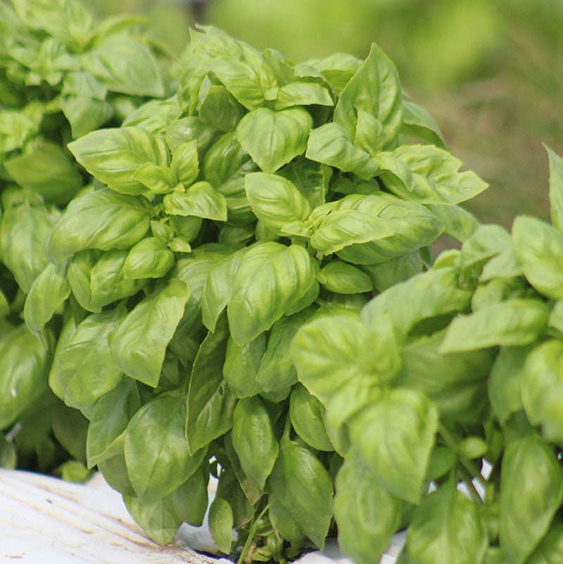 Basil Everleaf Genovese Seed Harris Seeds