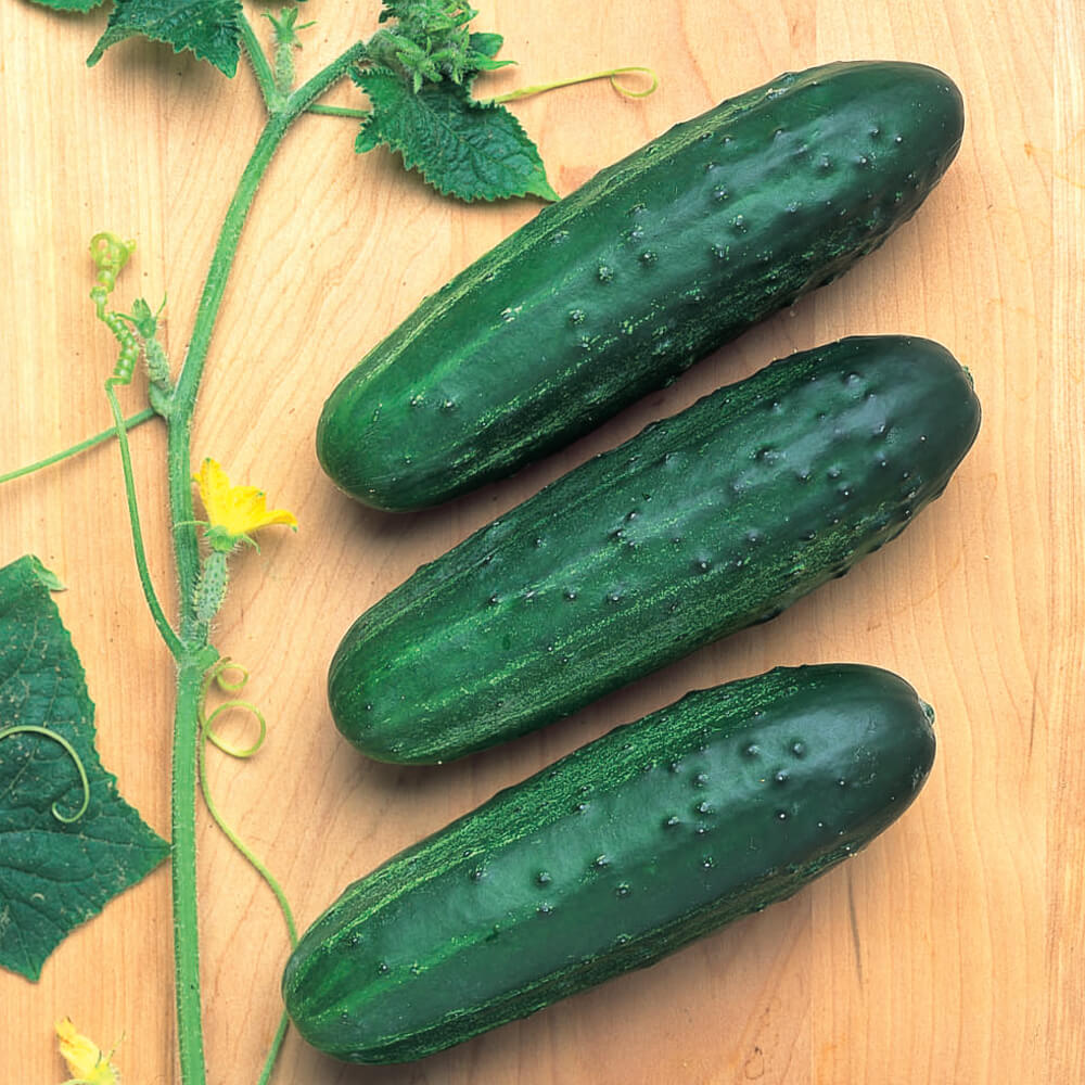 Mini Munch Hybrid Cucumber, Cucumber Seeds: Totally Tomatoes