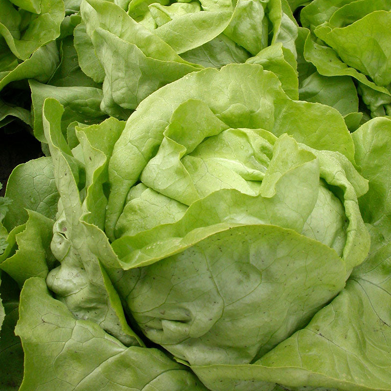 Industrial Use Parsley Coriander Iceberg Green Bean Cutting