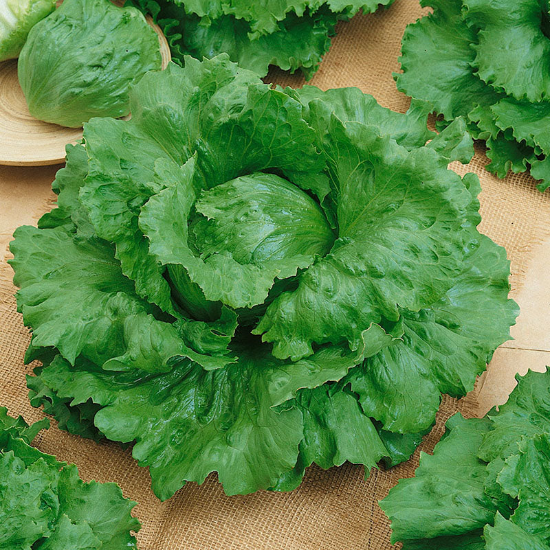 Industrial Use Parsley Coriander Iceberg Green Bean Cutting