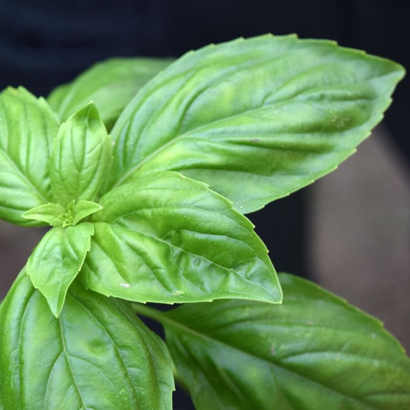 Basil Prospera Premium F1 Organic Seed Harris Seeds