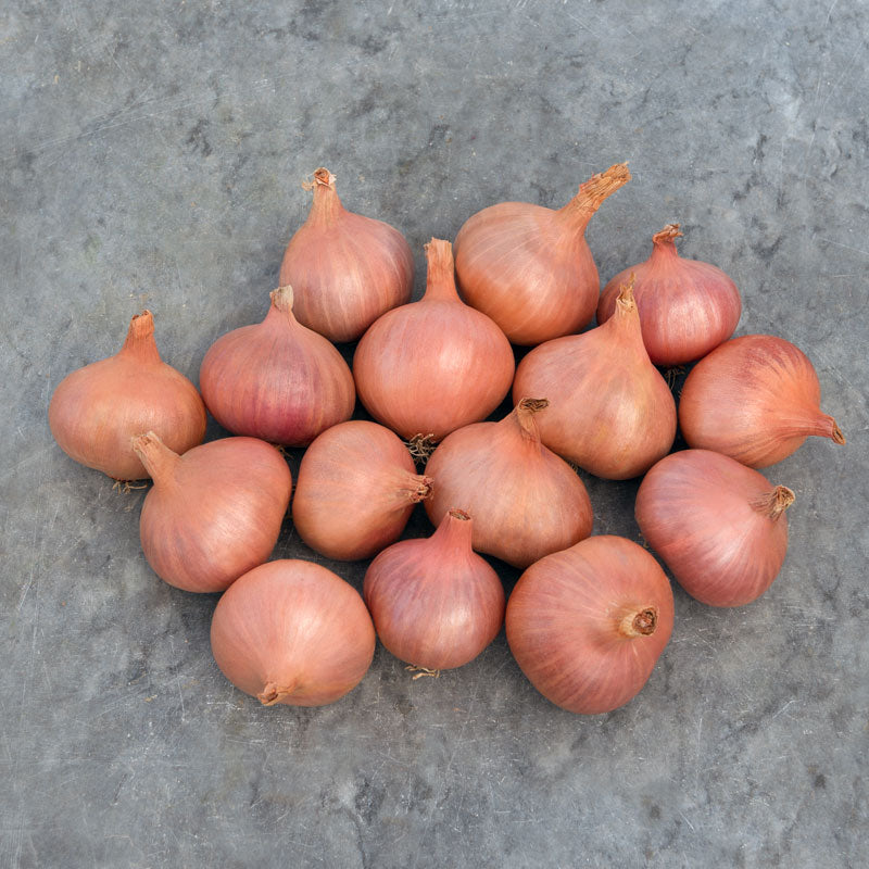 Conservor - Organic (F1) Shallot Seed