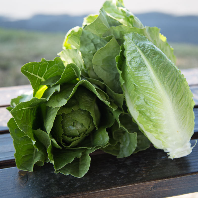 Organic Lettuce Seeds - Little Gem, Vegetable Seeds in Packets & Bulk