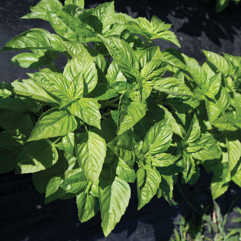 Basil Rutgers Passion DMR Seed Harris Seeds