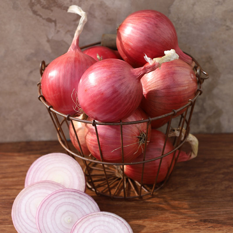 Onion Blush Hybrid - Burpee