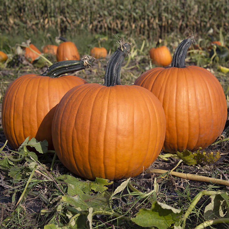 Pumpkin Olympus F1 Seed Harris Seeds