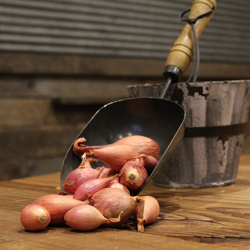 Good Question: What's the deal with Shallots?