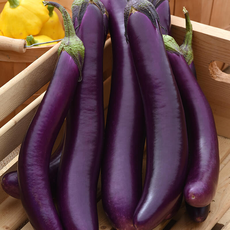 Aubergine Fairy Tale F1