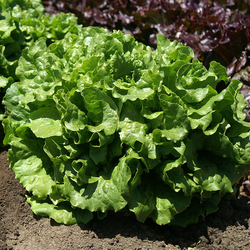 Industrial Use Parsley Coriander Iceberg Green Bean Cutting