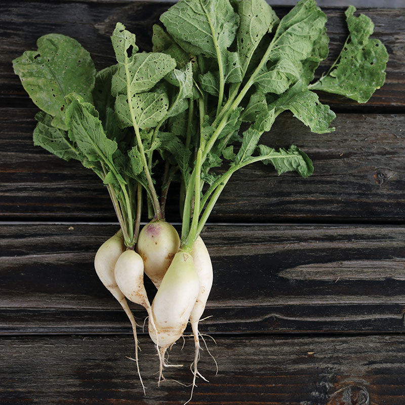 Radish and knife stock photo. Image of organic, space - 102304970